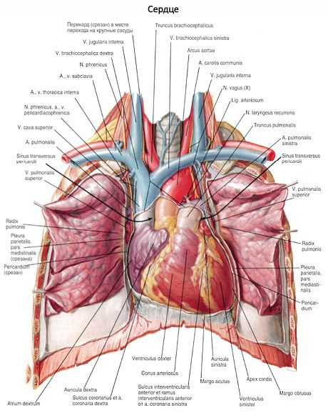 Corazón