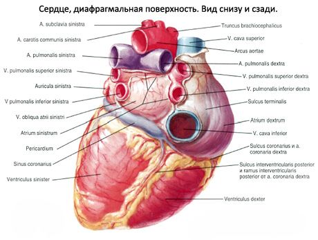 Corazón