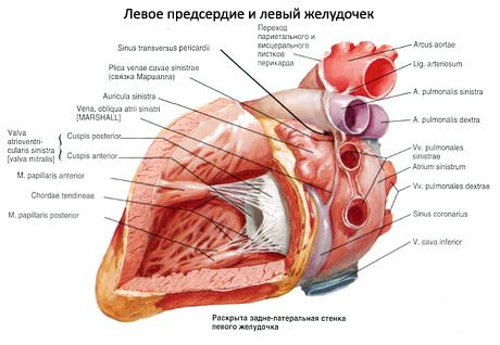 Corazón