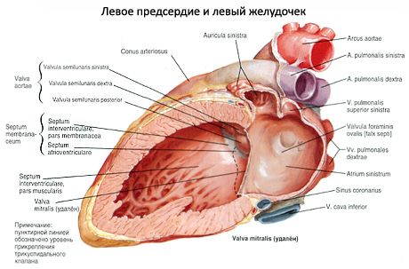 Corazón