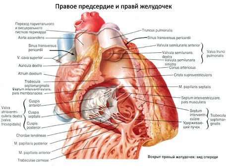 Corazón