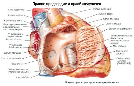 Corazón