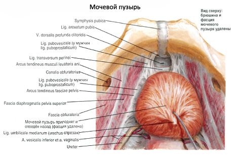 Vejiga urinaria (vesica urinaria)