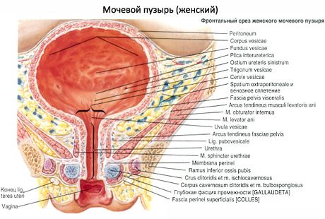 Vejiga urinaria (vesica urinaria)