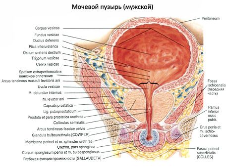 Vejiga urinaria (vesica urinaria)