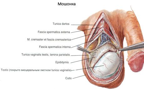 Escroto