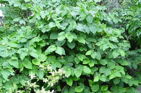 La kava se produce a partir de la raíz de un arbusto (Piper methysticum).