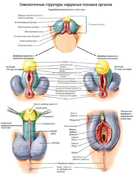 Estructuras homólogas de los genitales externos