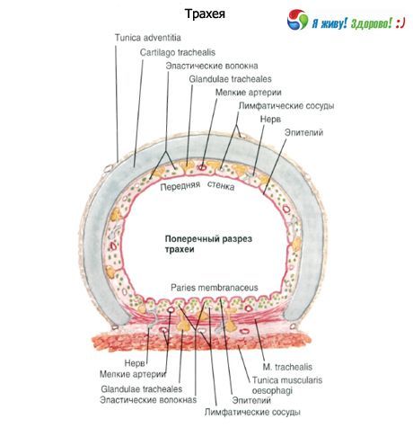 Tráquea. Estructura de la mucosa traqueal.